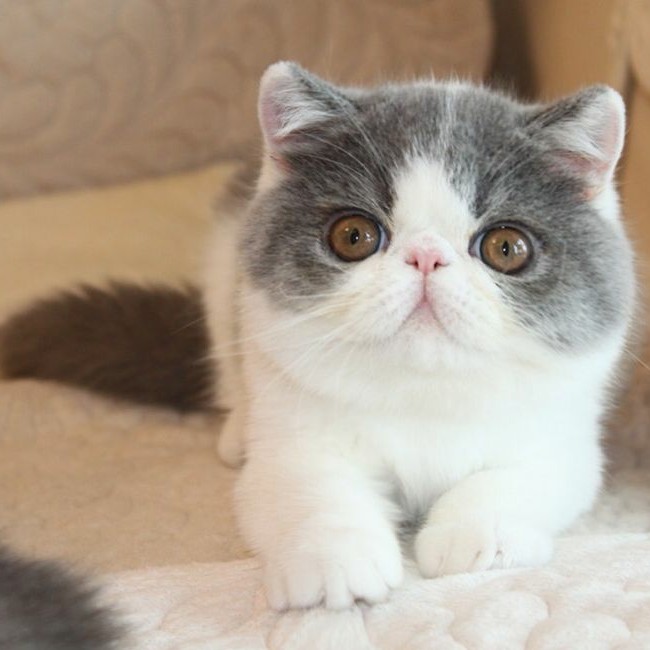 经典蓝白加菲猫正八字脸超漂亮加菲猫异国短毛猫眼鼻一线