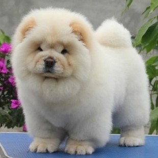 出售活体纯种松狮犬 幼犬 面包脸大肉嘴宠物狗狗中型犬家庭犬白色