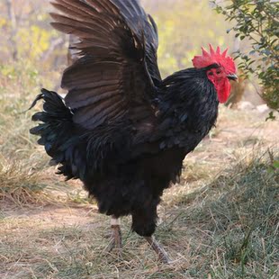 农家散养 正宗有机柴鸡公鸡 黑公鸡 老公鸡 土鸡童子鸡  span class=h
