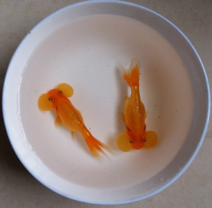 鱼金鱼活体冷水鱼观赏鱼宠物鱼水泡眼大眼泡鼓眼