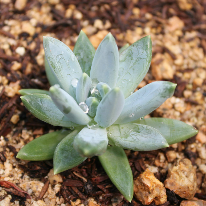 多肉植物 (蓝黛莲)景天科 尖叶莲多肉 叶片出芽率高 新手可入