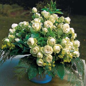 欧月月季 可爱绿 多头绿色月季  span class=h>枝条 /span>细软 勤花