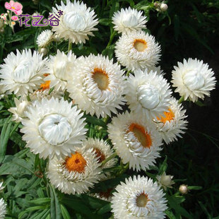 麥稈菊 蠟菊花 盆栽花卉 春秋可做乾花園藝庭院花園壇 麥稈菊30粒