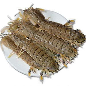 皮皮虾鲜活大图片