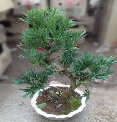 罗汉松树苗 珍珠罗汉松盆景 雀舌罗汉松小苗 防辐射 罗汉松造型苗