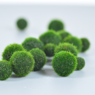 限量 炸毛marimo 幸福海藻球健康非常好养 懒人水培植物 1~1.3cm
