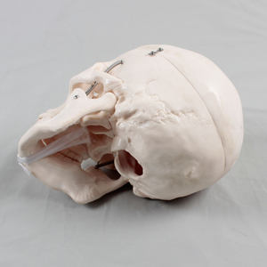 骨骼 颅骨 span class=h>模型 /span>骷髅头1比仿真骨解剖体1人头 