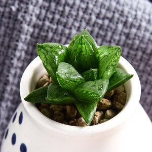 水晶寿玉露多肉植物组合肉肉植物绿植花卉 span class=h>园艺 /span>