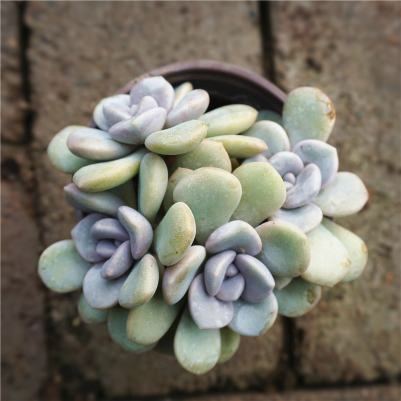 植意生活 多肉植物老桩 诺玛精品绿植群生 多头一物一拍