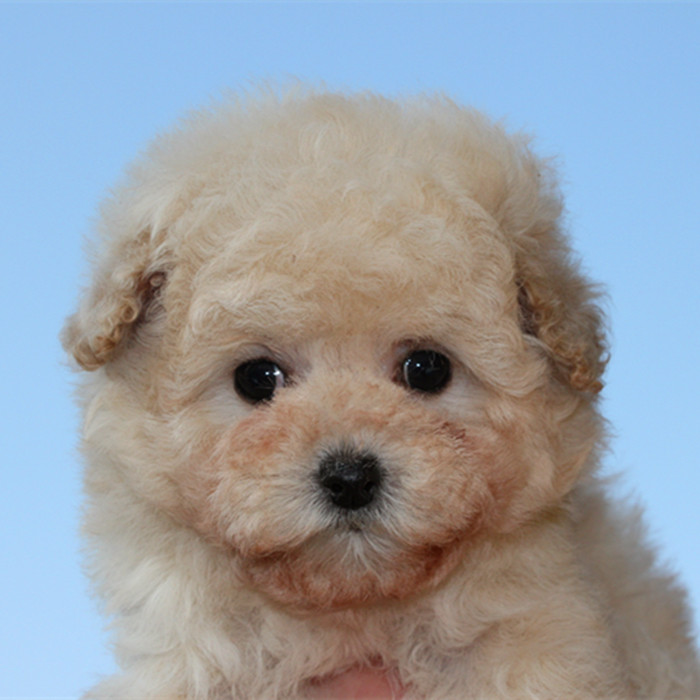 小体奶油色泰迪贵宾幼犬颜色柔和聪明可爱纯种宠物狗狗家养包健康