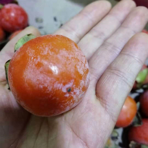 【软柿子图片】软柿子图片大全_好便宜网