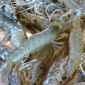 大明虾鲜活 span class=h>包邮 /span> span class=h>秒杀 /span>顺丰