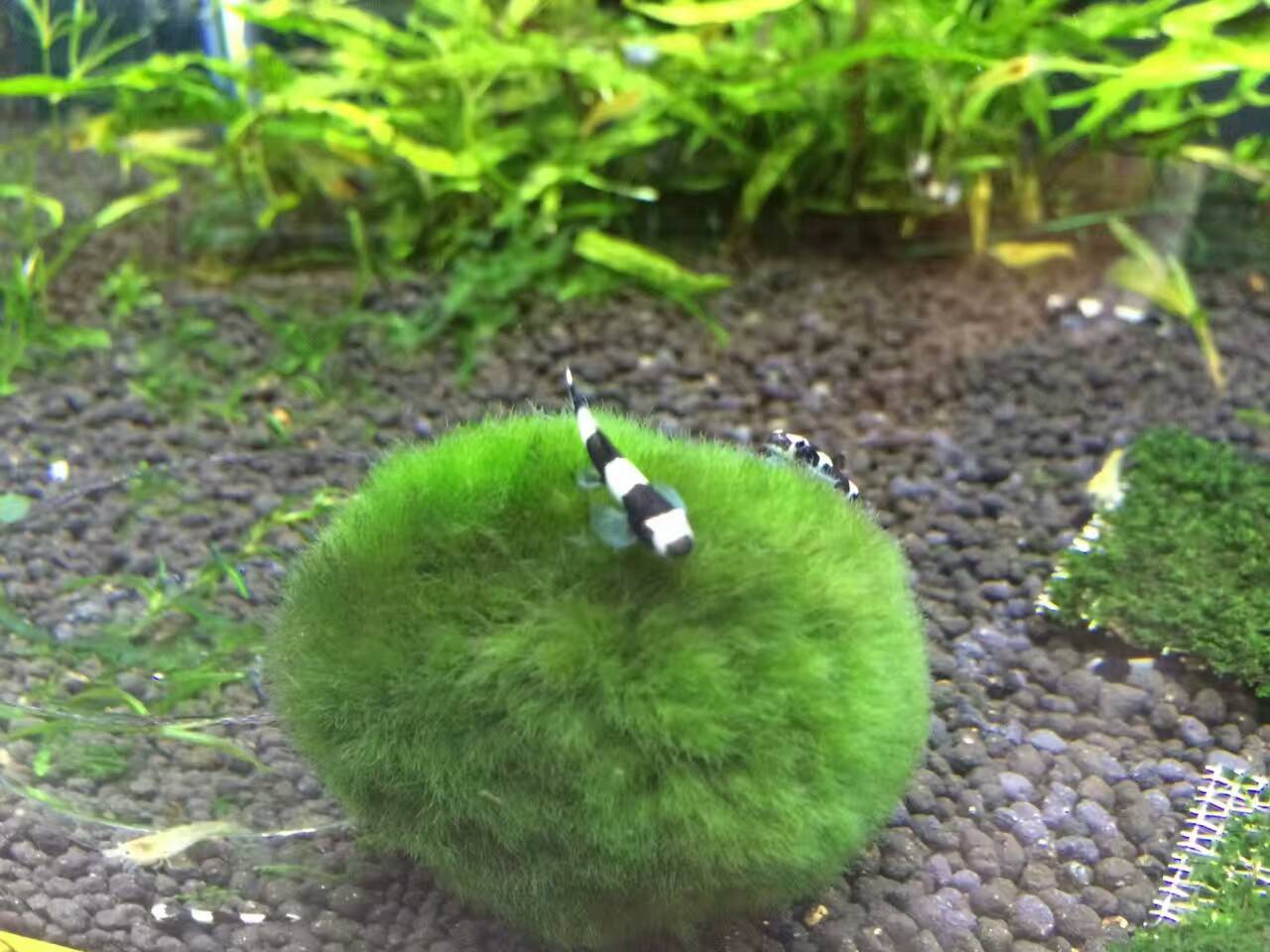 熊猫鳅熊猫泥鳅观赏鱼热带鱼淡水鱼原生鱼水族活体除涡虫蛋白虫