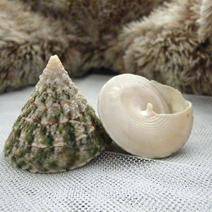 绿钟螺塔螺  span class=h>海星 /span> span class=h>贝壳 /span>