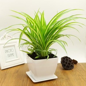  span class=h>甲醛 /span>净化空气四季青叶金边金心吊兰 span class