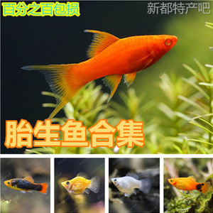 热带 span class=h>鱼/span>观赏 span class=h>鱼/span>胎生 span