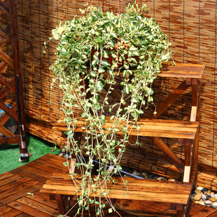 花叶蔓吊兰植物盆栽花苗室内阳台常青植物常春藤四季常青垂吊绿植