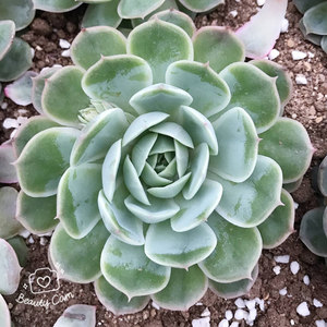 青苹果多肉植物老桩专场