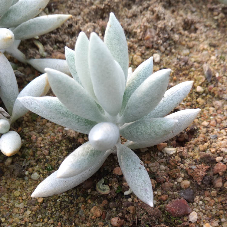 银月 多肉植物 办公室盆栽花卉 防辐射 办公室盆栽 西贝好多肉