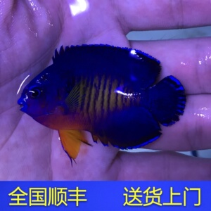 蓝闪电 红闪电 海水鱼观赏鱼 span class=h>小丑鱼 /span> span class