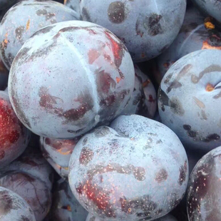 淘宝 现货山东烟台大樱桃水果新鲜孕妇美早黑珍珠2斤非智利进口车厘子