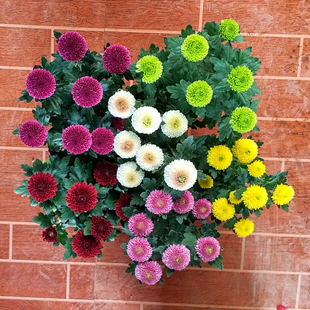 乒乓菊球菊玛格丽特粉马菊花混色好养室内客厅办公室绿植四季开花