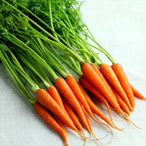 荷兰手指迷你小胡萝卜种子儿童有机食品春播四季盆栽阳台水果蔬菜