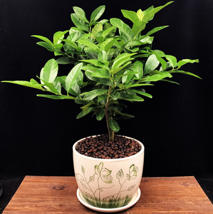 品牌名称: 柠檬树苗盆栽