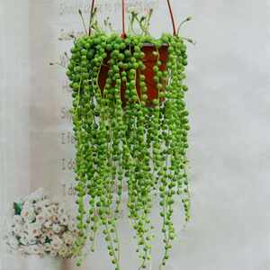 【长佛珠多肉植物价格】最新长佛珠多肉植物价