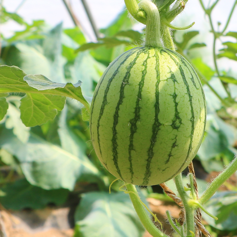 现摘现发蜜甜小西瓜2-3斤装