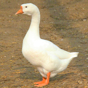 白鹅