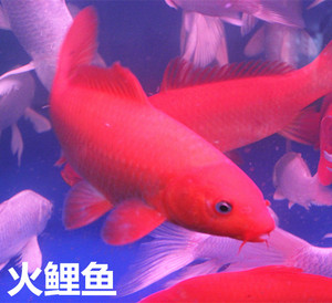 純種日本紅色火錦鯉魚苗觀賞魚淡水冷水風水魚活體包郵紅錦鯉魚