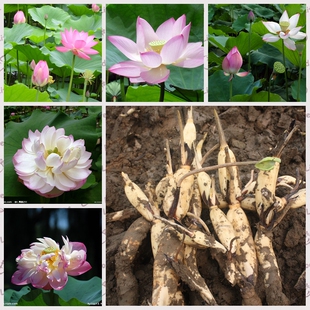 观赏大型荷花种藕苗 池塘荷花种根苗 莲藕种苗 莲花莲藕苗荷花苗