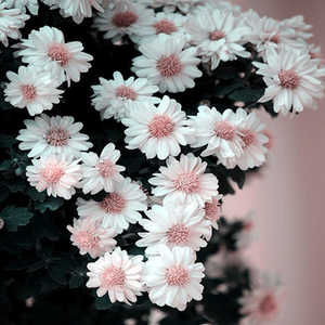 雏菊盆栽阳台室内办公室绿植物重瓣小菊花种子四季开花冬季 span