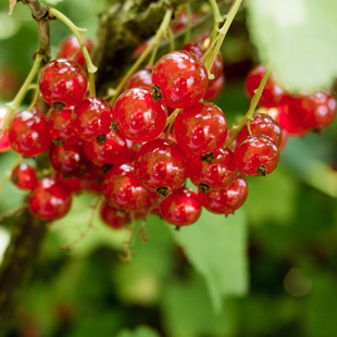 【预售赠送花楸苗】红醋栗苗东北特产红灯笼果适合南北方庭院种植