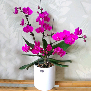 四季蝴蝶兰带花剑盆栽带花苞开花不断浓香观花植物室内盆栽大花苗