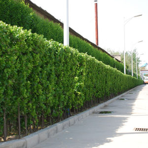 园林绿化苗庭院围墙植物四季常青地栽篱笆苗北海道黄杨苗黄杨树苗