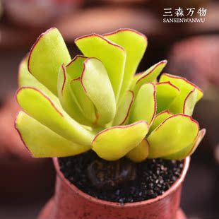 本店新品【舞娘】肉肉大棚直供三森万物多肉植物绿植盆栽多肉肉