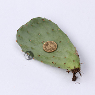 仙人掌团扇opuntia santa rita 圣丽塔 银盾 掌片带根系实物