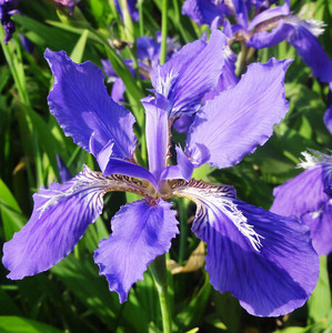 class=h>水培 /span>植物 德国进口【鸢尾花 span class=h>种球 /span