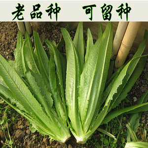 品牌名称: 万年青菜干包邮500克
