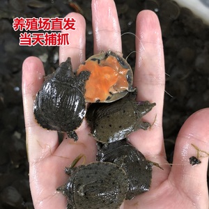 20只包郵3-5克小甲魚苗水魚苗團魚苗 span class=h>王八苗 /span>中華