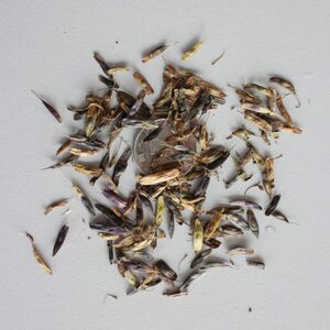 板蓝根种子菘蓝籽养生菜种子四季 span class=h>盆栽 /span>家庭园艺