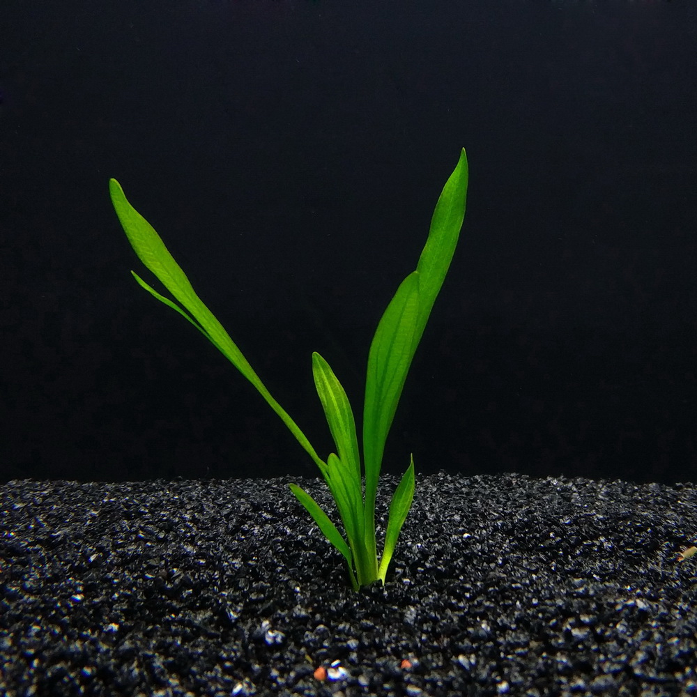 [千草堂水族-水草]万年青/绿乌拉圭/株/水中叶/5-10厘米/极易存活