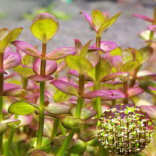 亚马逊水景馆 新品 紫红圆叶 水草中后景草 造景 自家出产