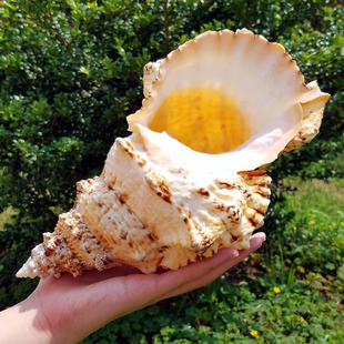 金口大蛙螺25-27cm石号螺/大海螺贝壳大法螺号角螺居家摆件/礼品