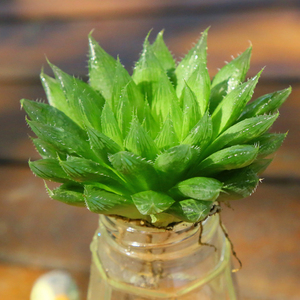 恋恋轩精品多肉 span class=h>宝草 /span>平安寿植物批发室内奇趣