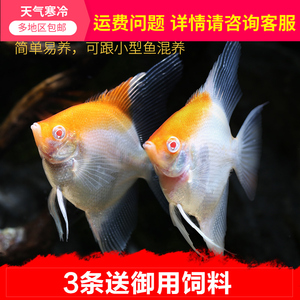 红头玻璃神仙鱼观赏鱼活体热带鱼燕鱼活体宠物鱼七彩神仙配鱼1001