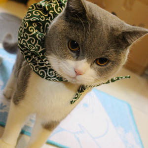 主子要出走!日系唐草宠物围脖英短暹罗猫咪包袱搞笑猫的小偷围巾