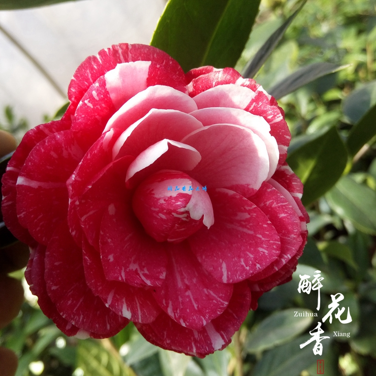 鸳鸯凤冠茶花一树多色 绿植花卉盆栽 阳台室内客厅庭院植物 包邮